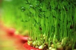 جشن و آیینی به نام سیزده بدر 3