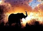 elephant-660-480