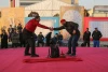 شال قرمز